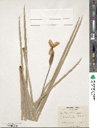 Patersonia occidentalis image