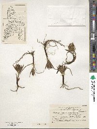 Olsynium obscurum image