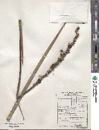 Aristea capitata image