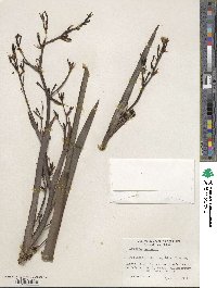 Aristea ecklonii image