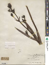 Aristea ecklonii image