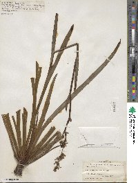 Aristea ecklonii image