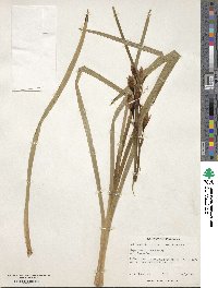 Hesperantha coccinea image