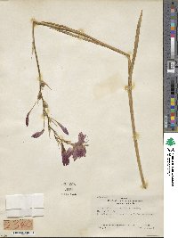 Hesperantha coccinea image