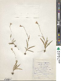 Image of Hesperantha falcata