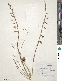 Hesperantha radiata image