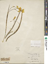 Image of Hesperantha cucullata