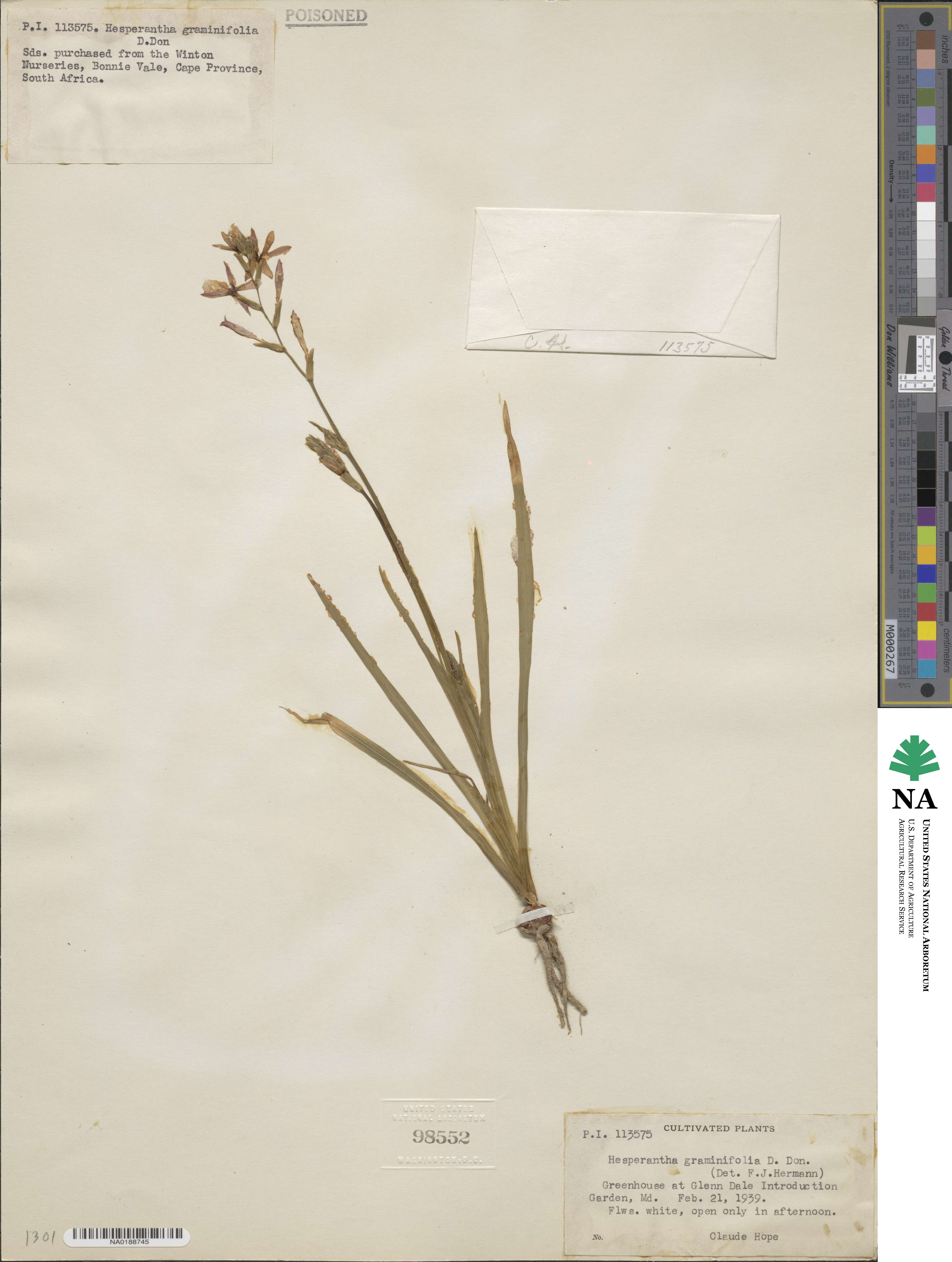 Hesperantha spicata image