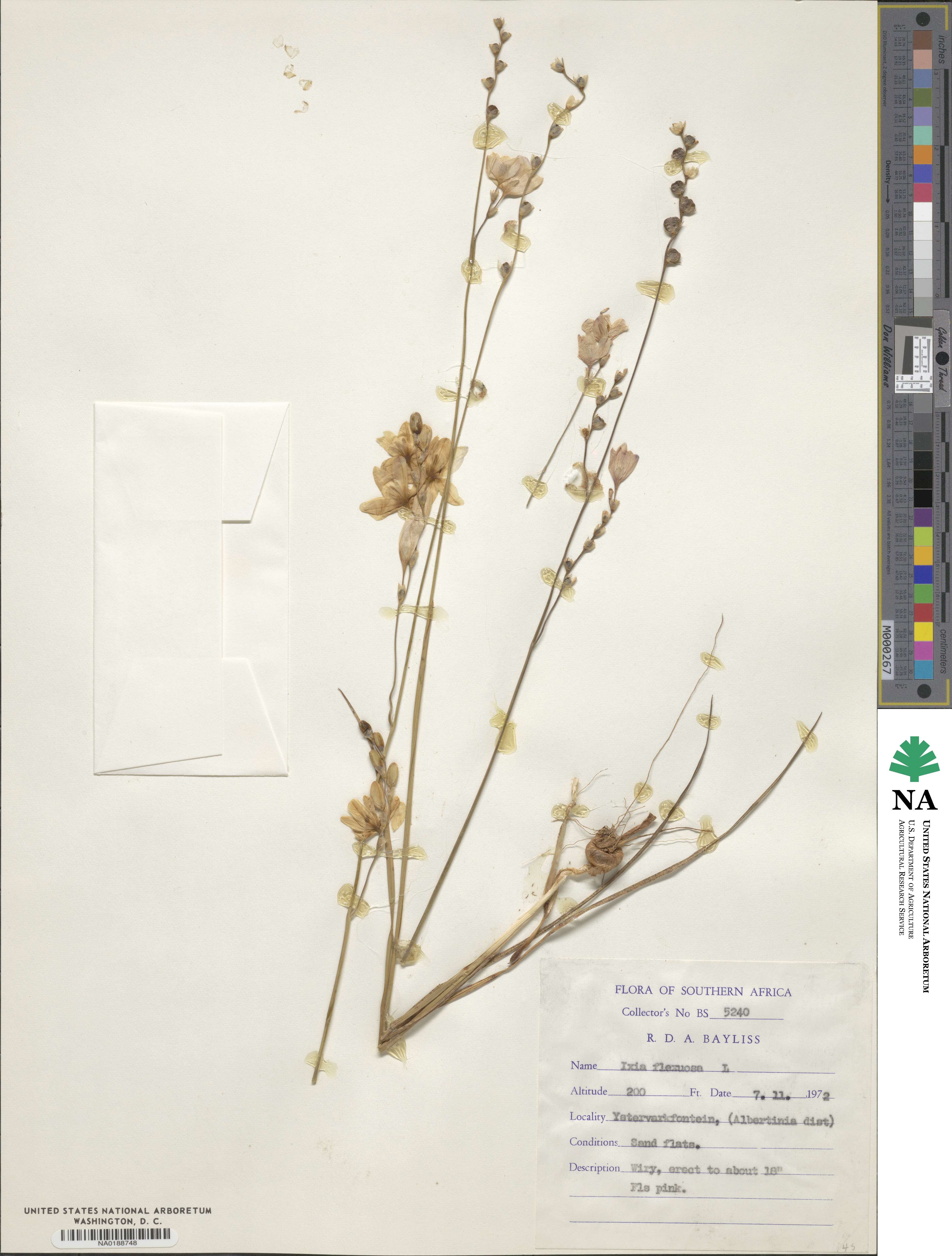Ixia flexuosa image