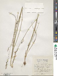 Image of Ixia orientalis