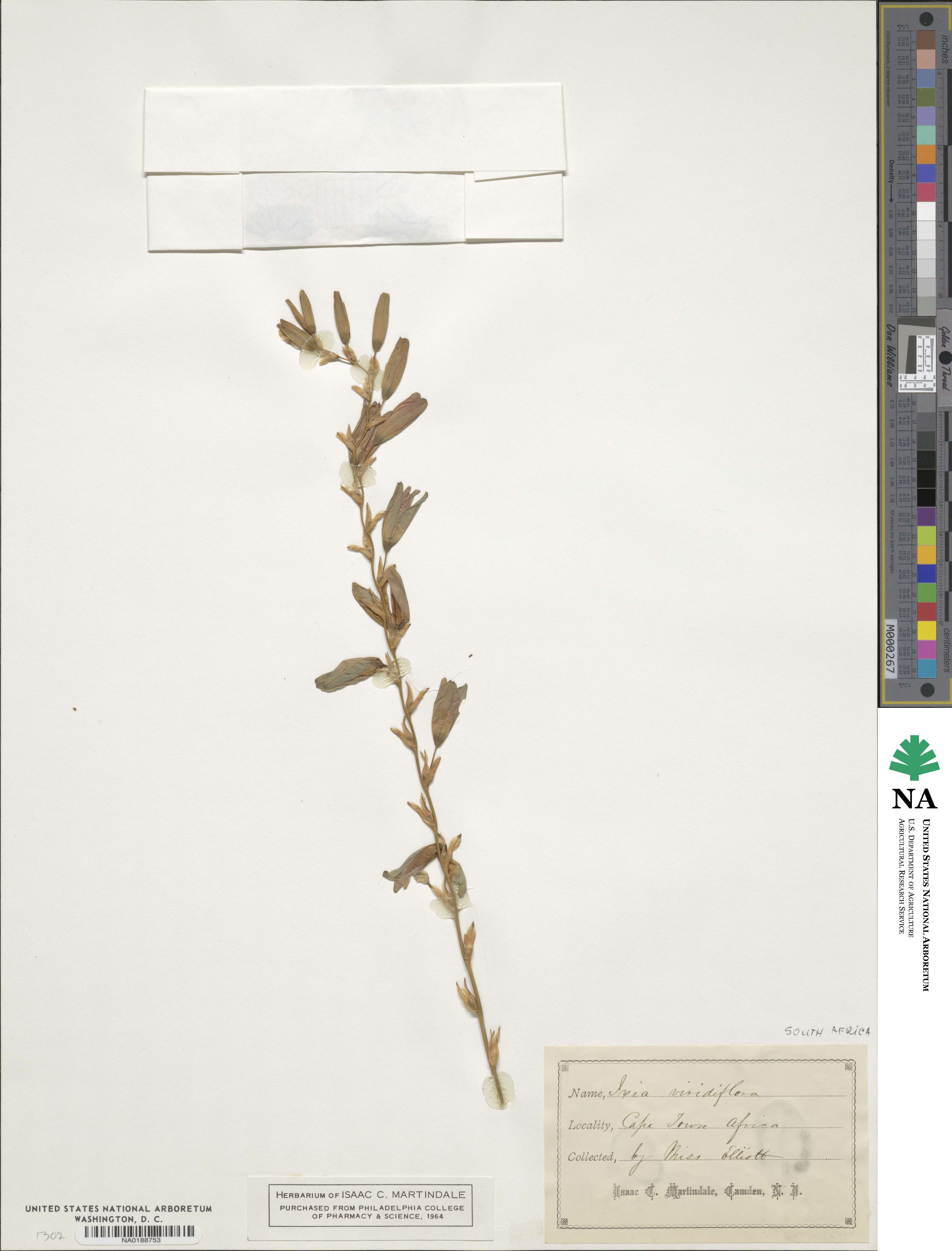 Ixia viridiflora image