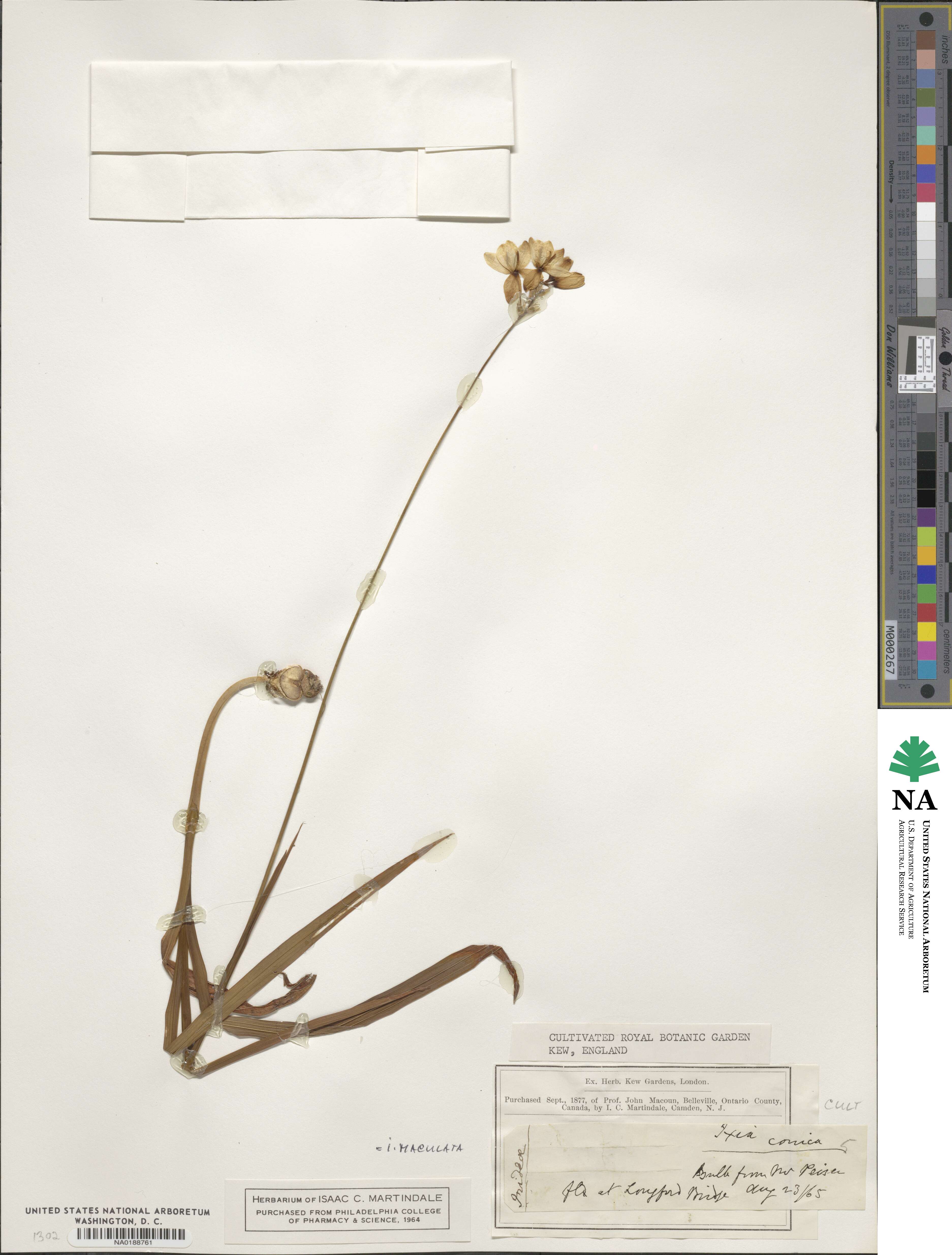 Ixia maculata image