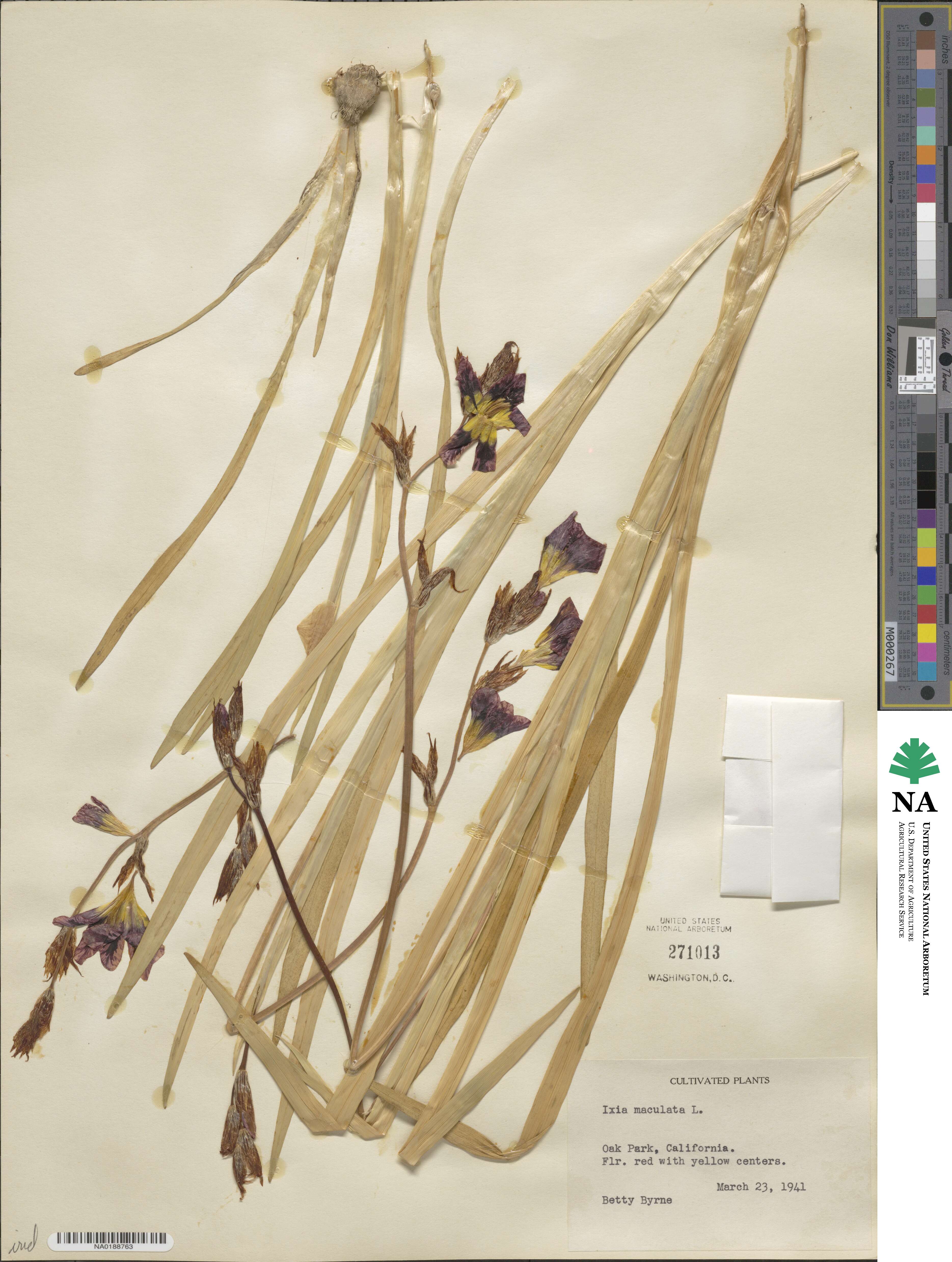 Ixia maculata image