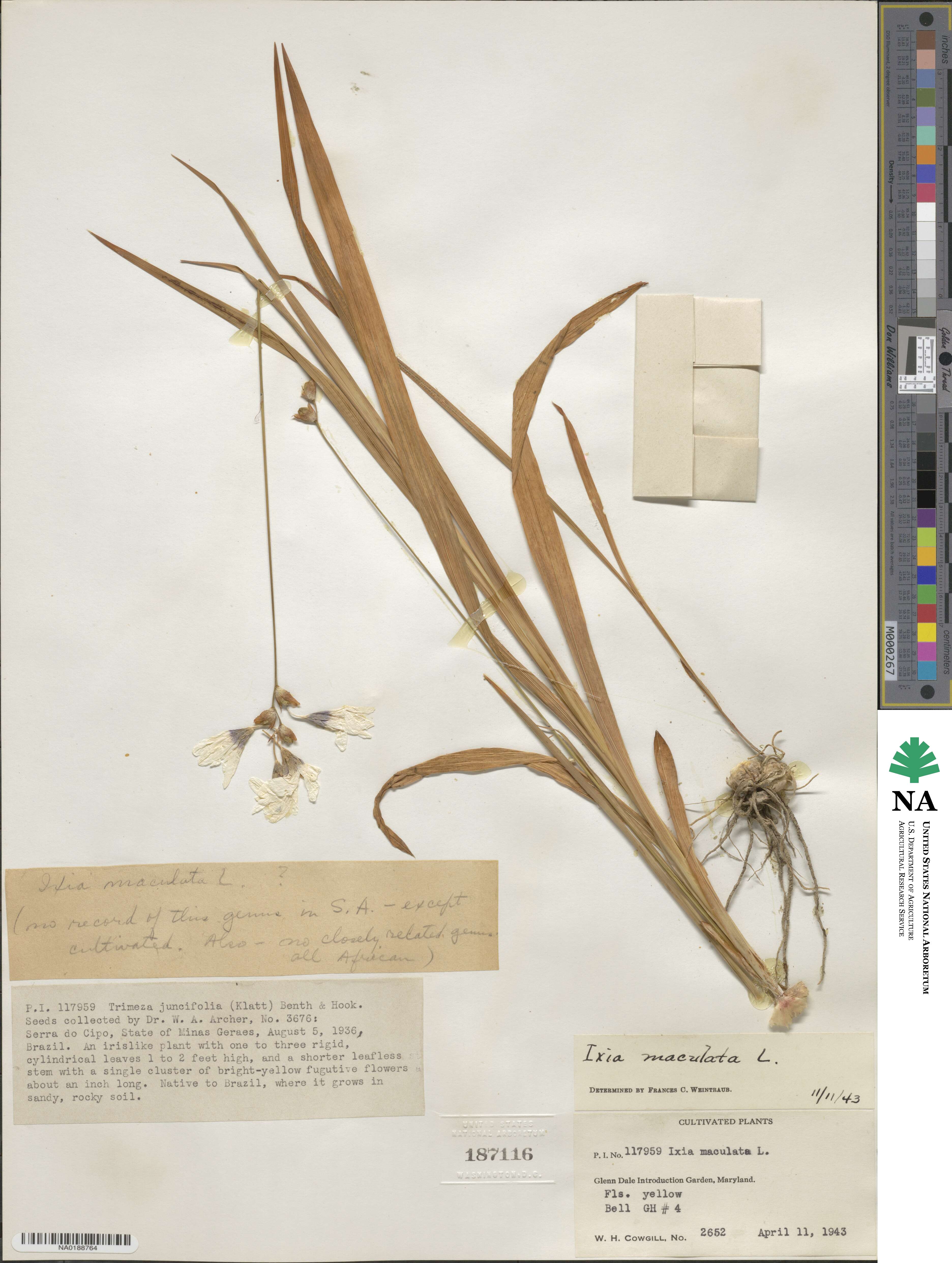 Ixia maculata image