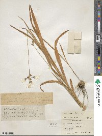 Ixia maculata image