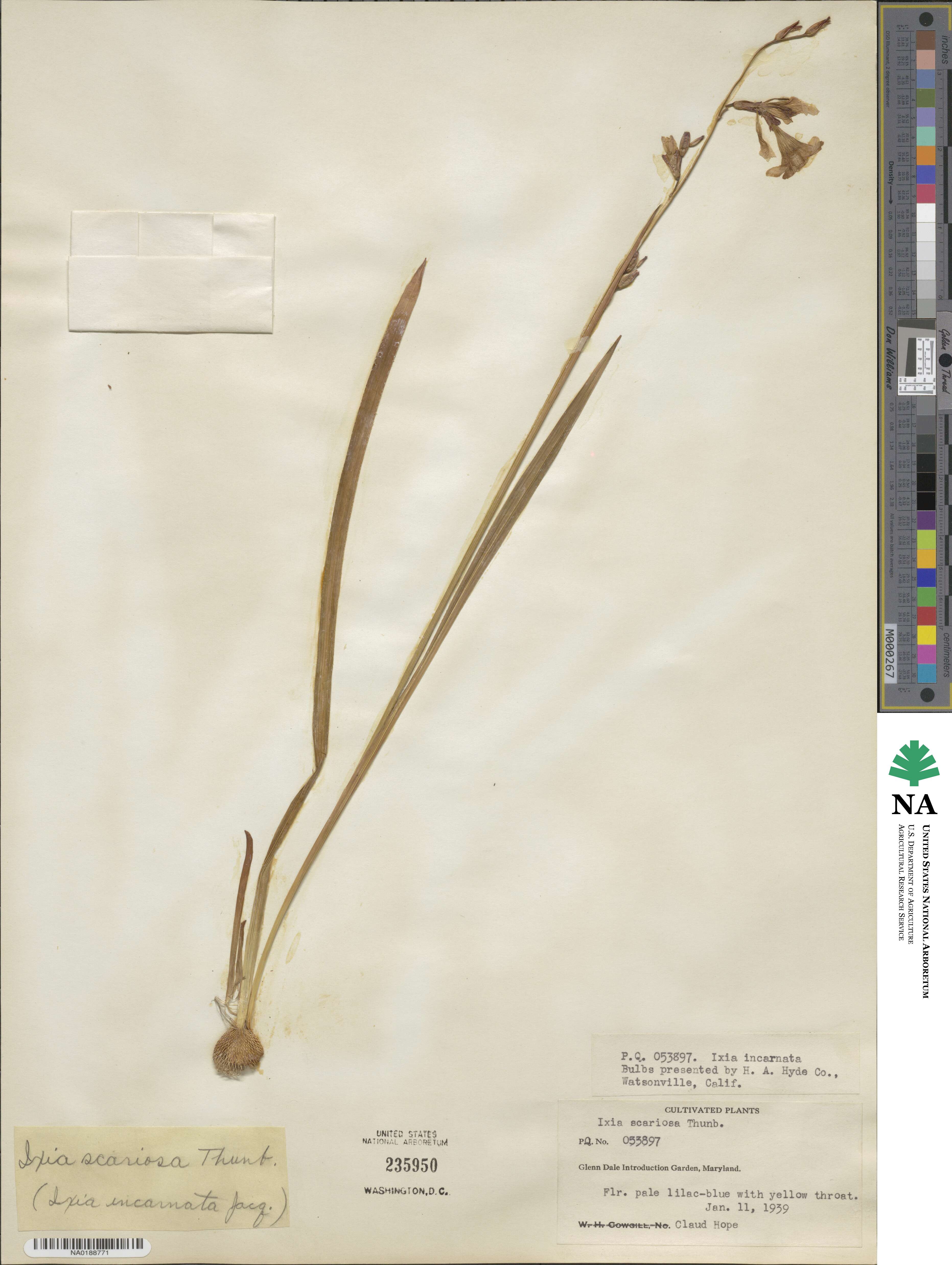 Ixia latifolia image