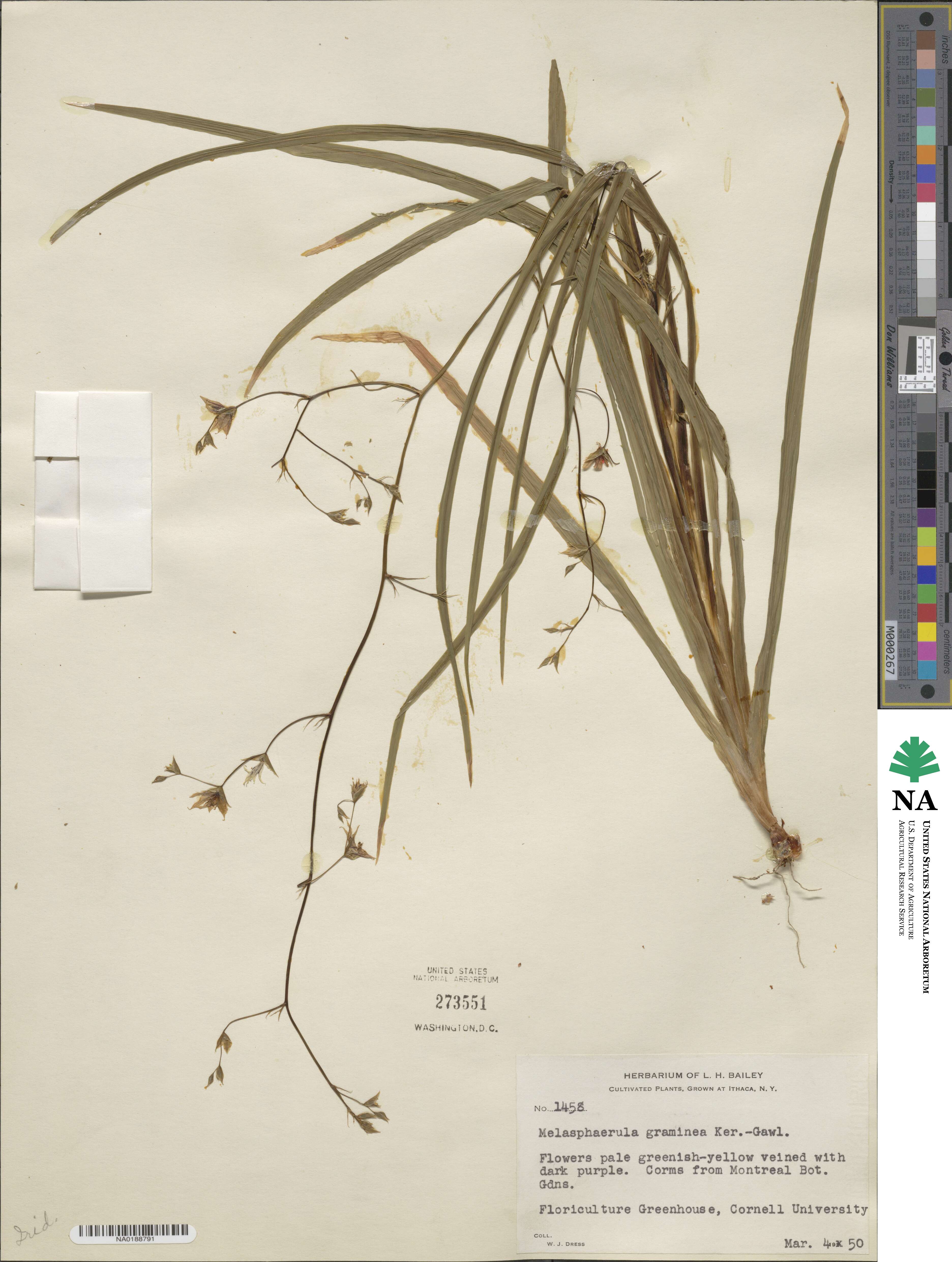 Melasphaerula graminea image