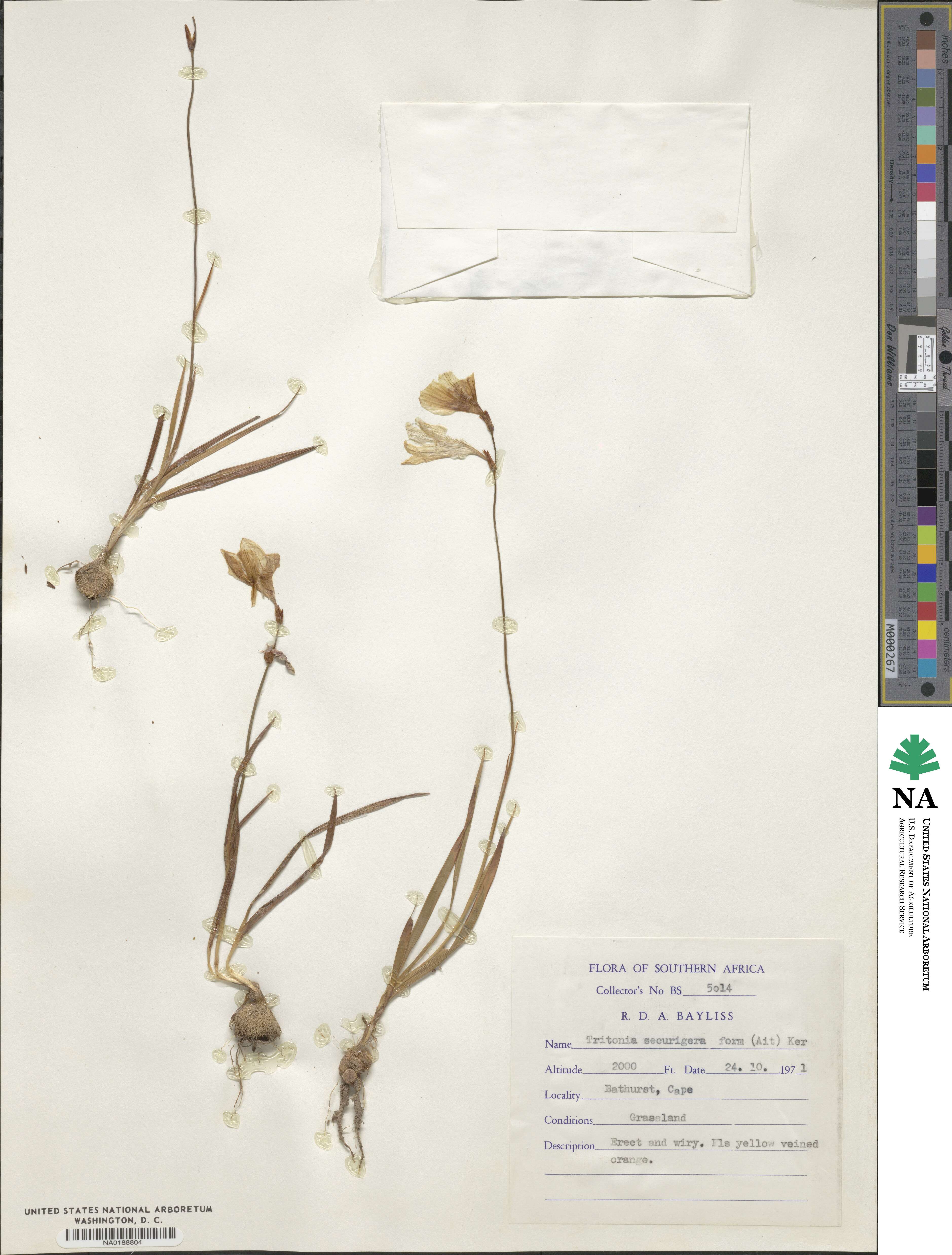 Tritonia securigera image