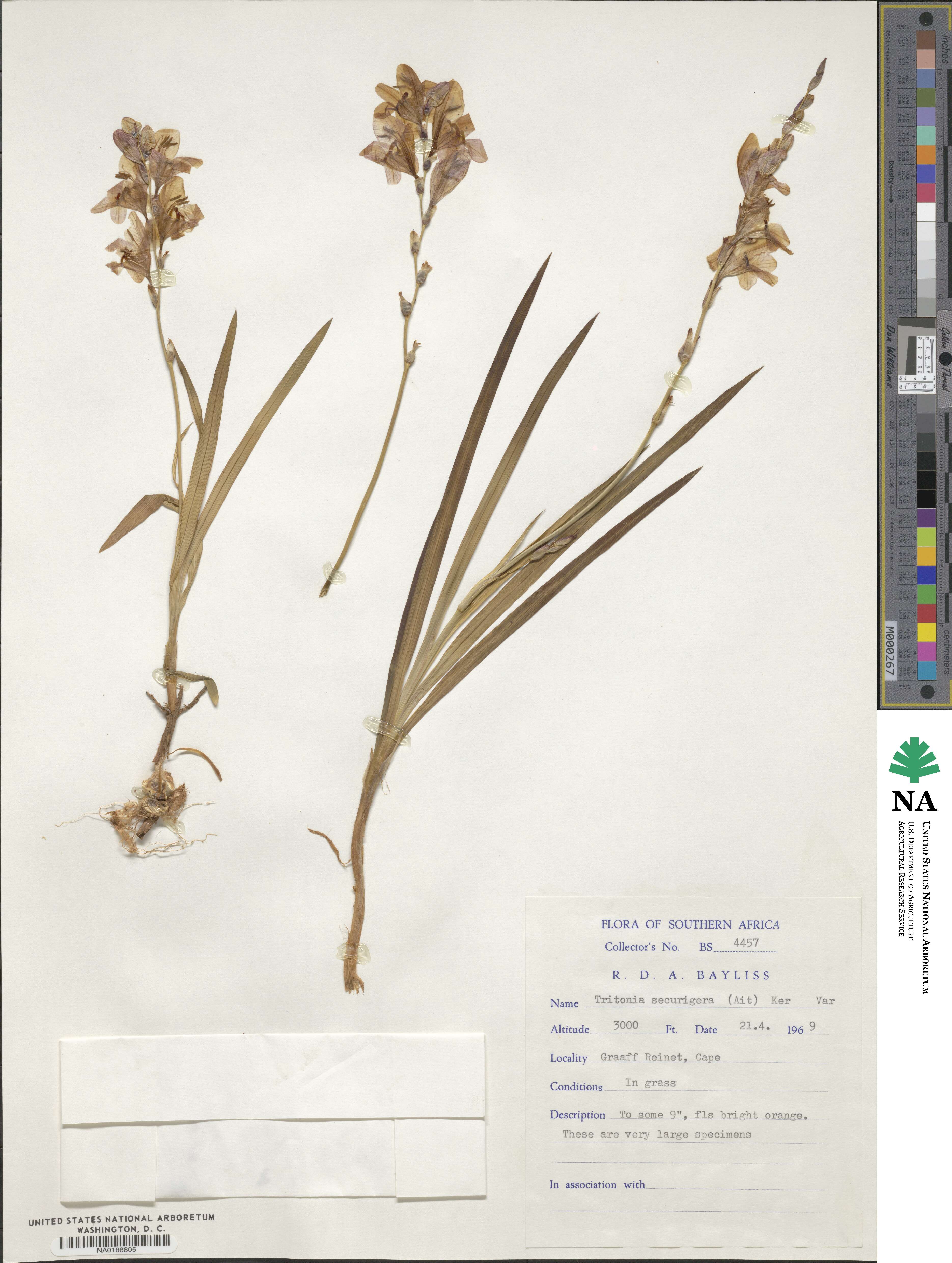 Tritonia securigera image