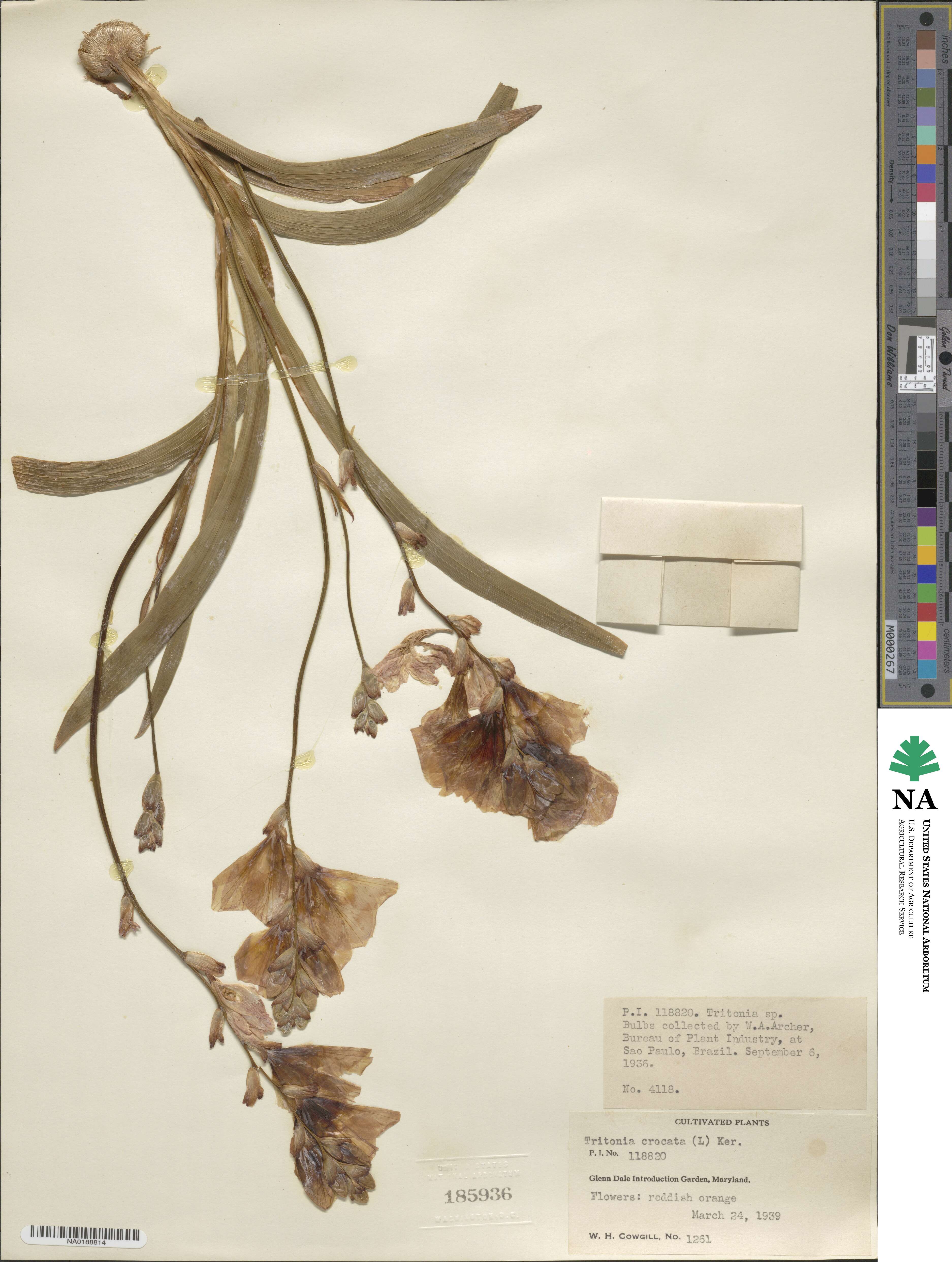 Tritonia crocata image