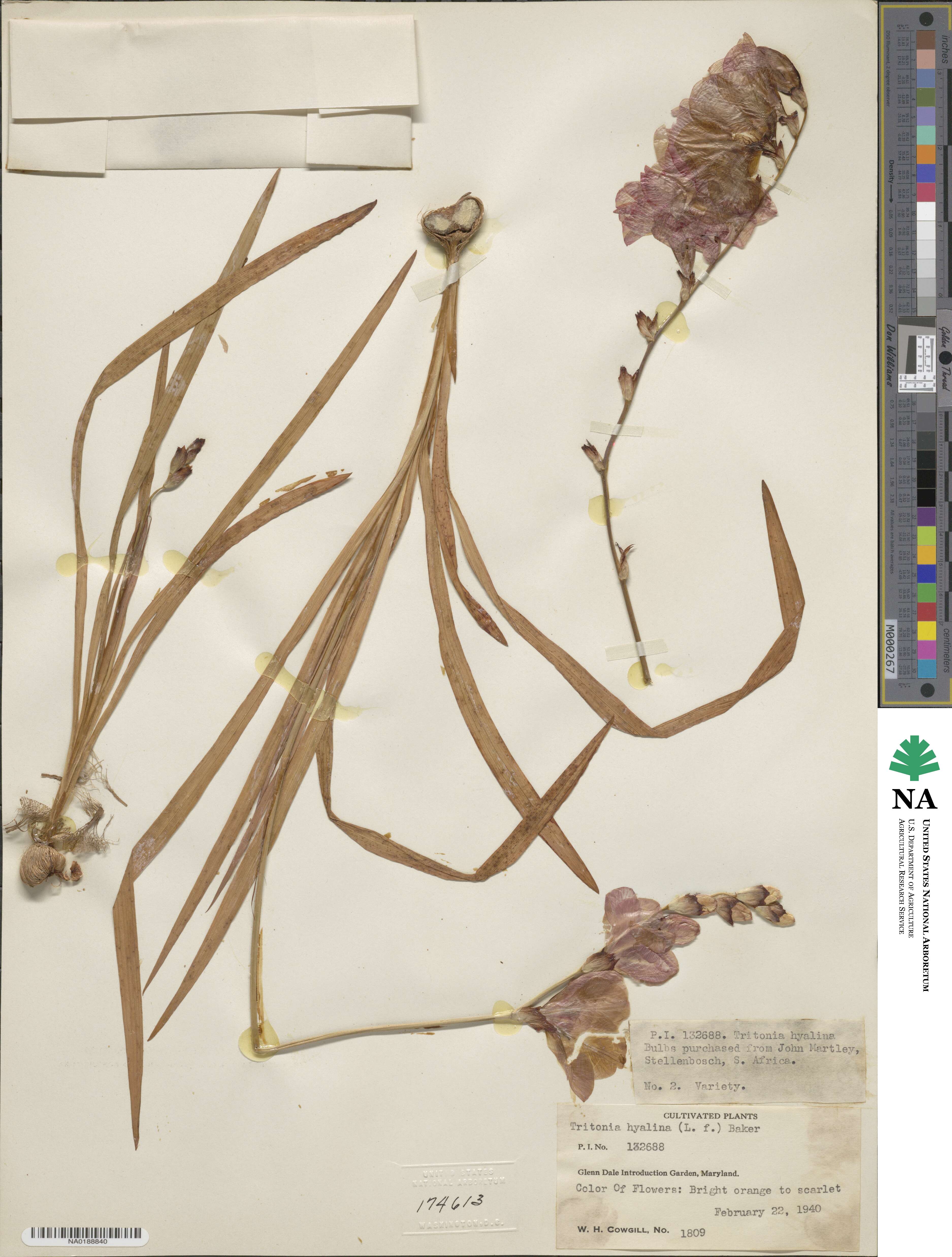 Tritonia crocata image