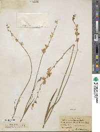 Image of Ixia scillaris