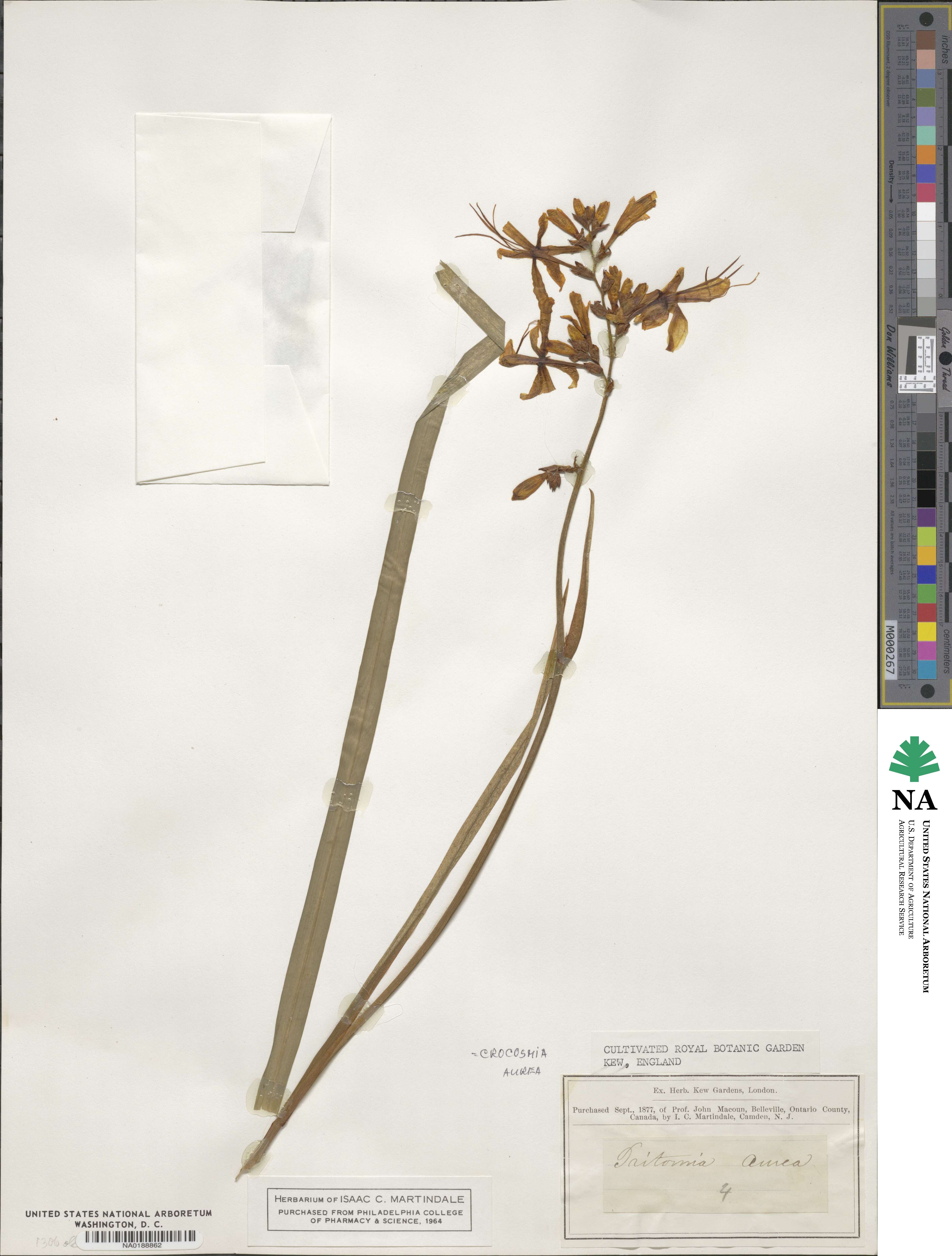 Crocosmia aurea image