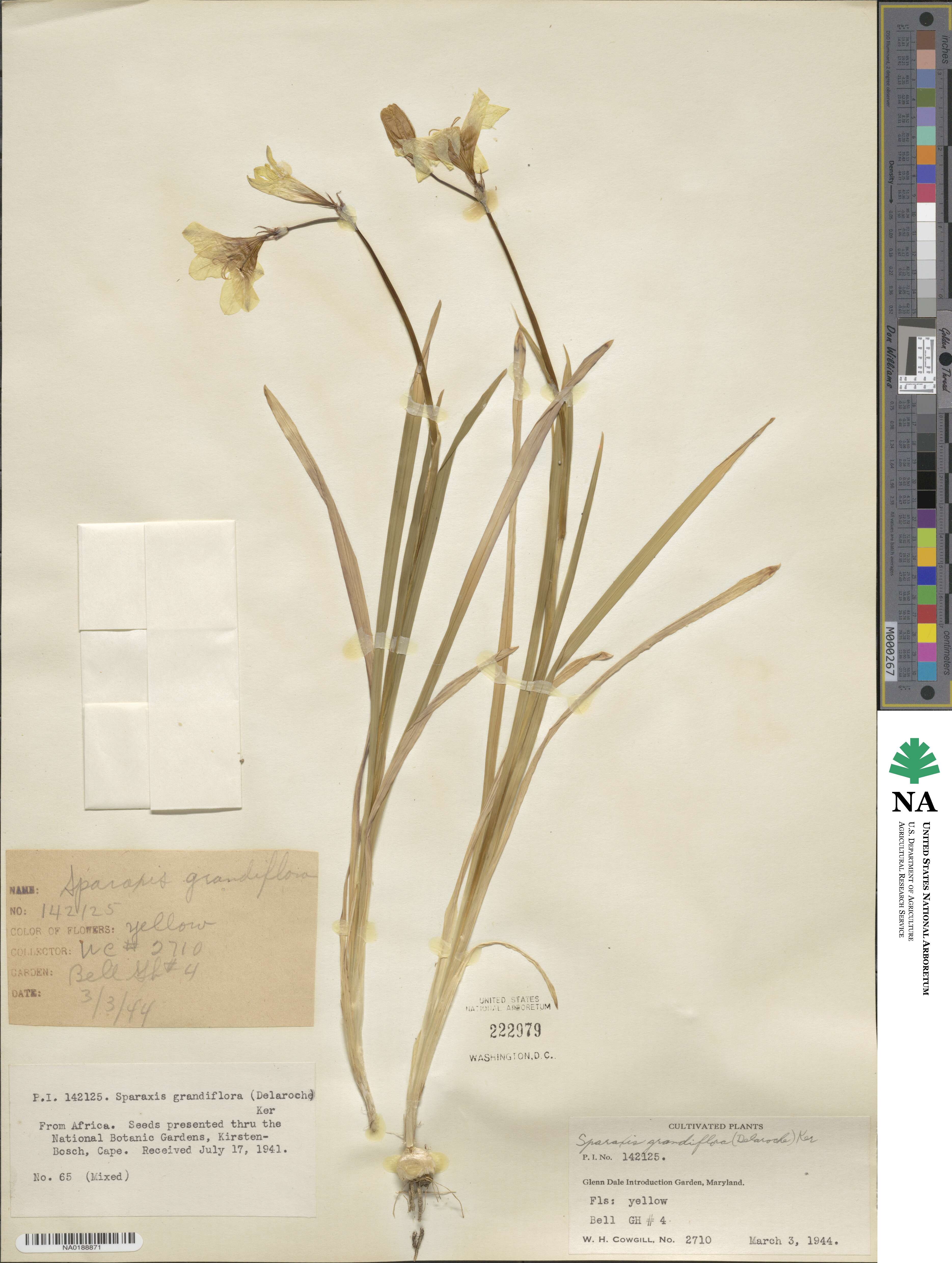 Sparaxis grandiflora image