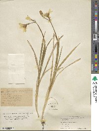 Sparaxis grandiflora image