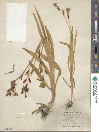 Sparaxis grandiflora image