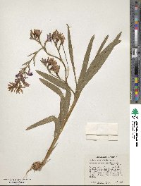 Babiana angustifolia image