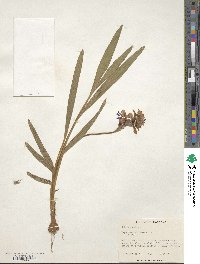 Babiana angustifolia image