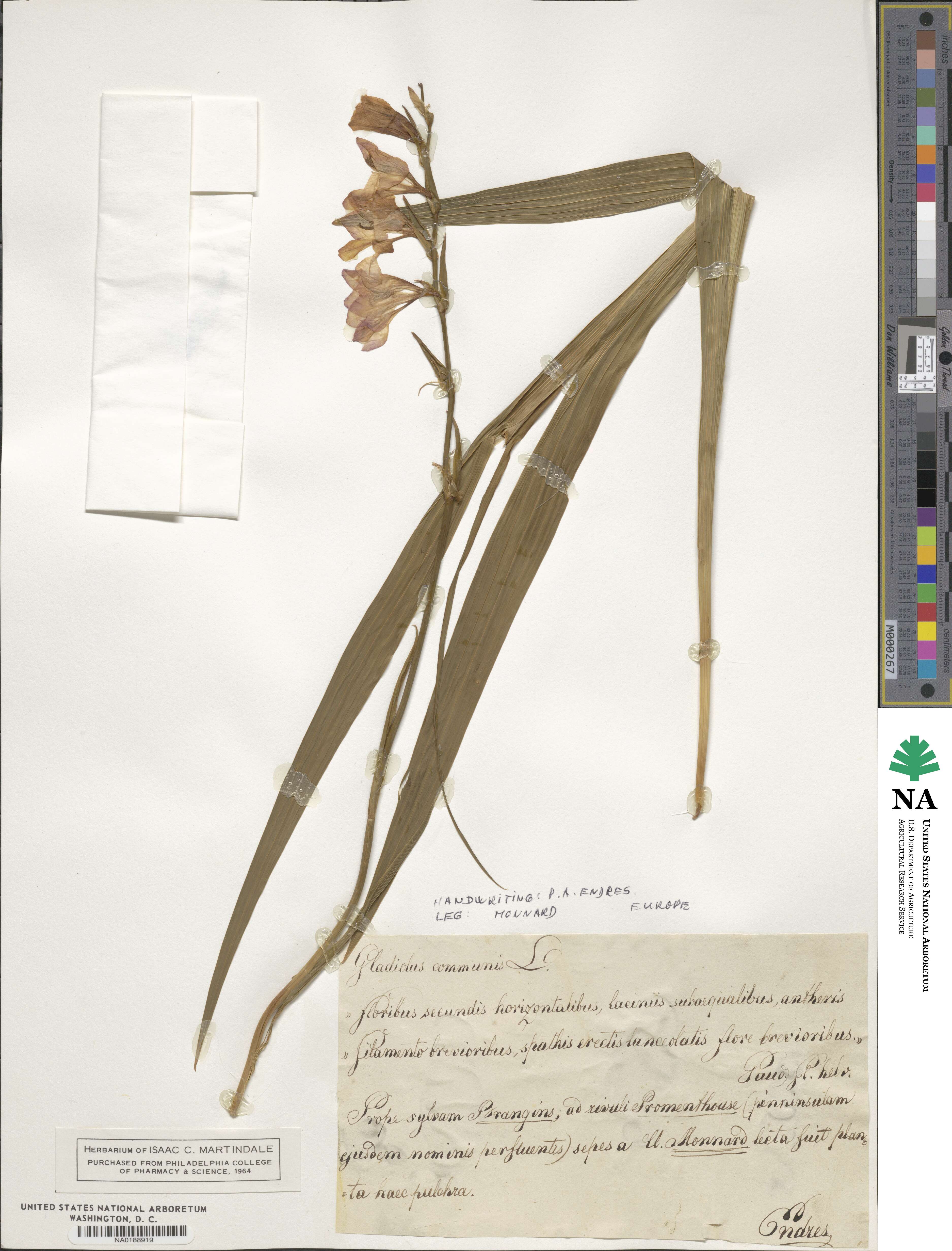 Gladiolus communis image