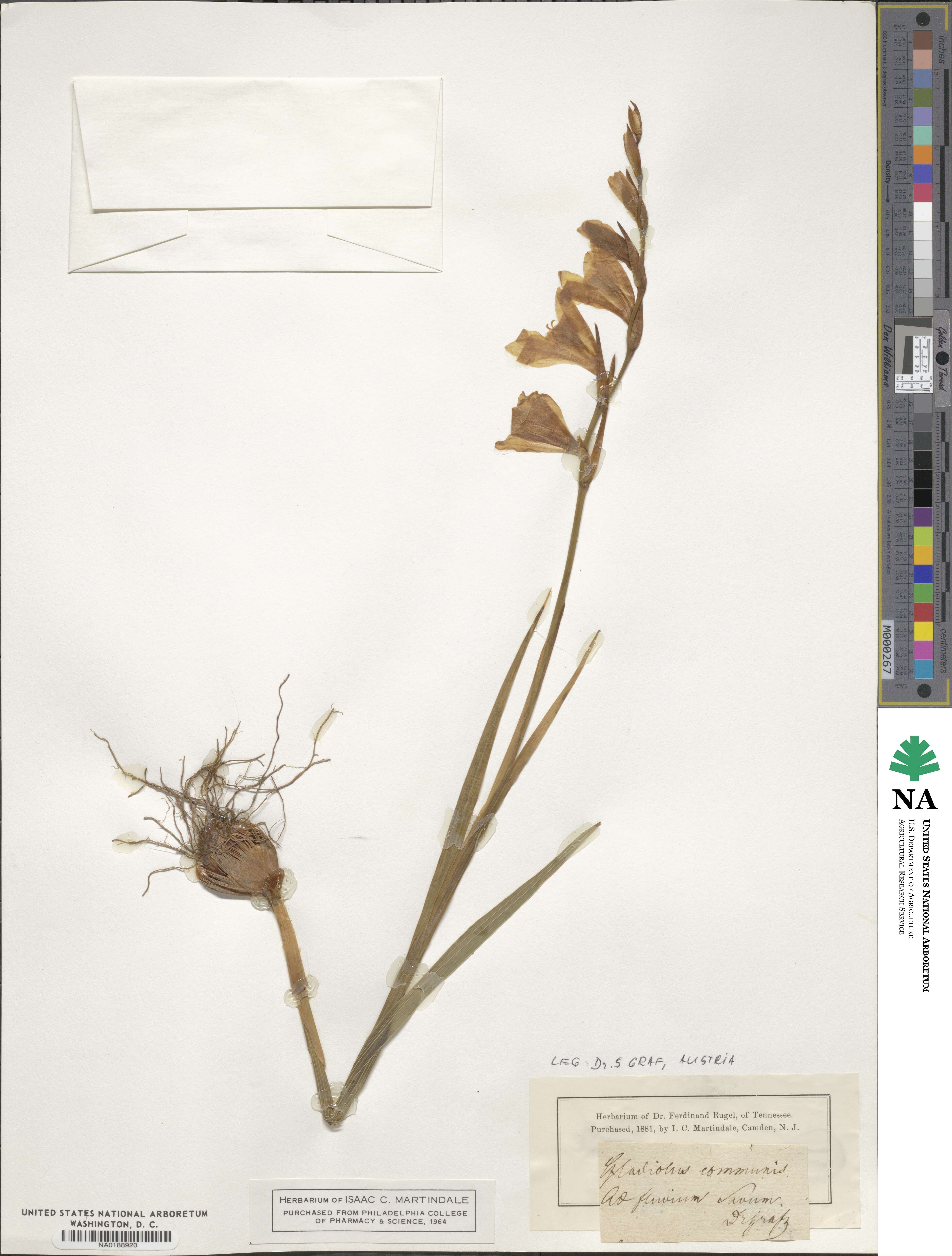 Gladiolus communis image