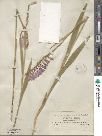 Gladiolus imbricatus image