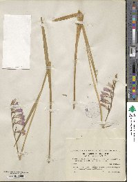 Gladiolus imbricatus image