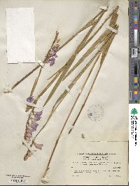 Gladiolus imbricatus image