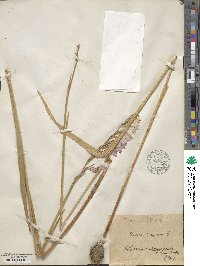 Gladiolus imbricatus image