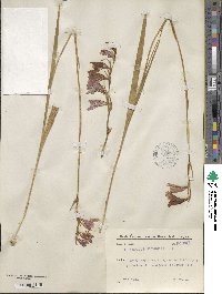 Gladiolus imbricatus image