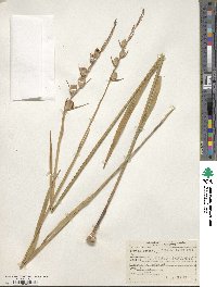 Gladiolus imbricatus image