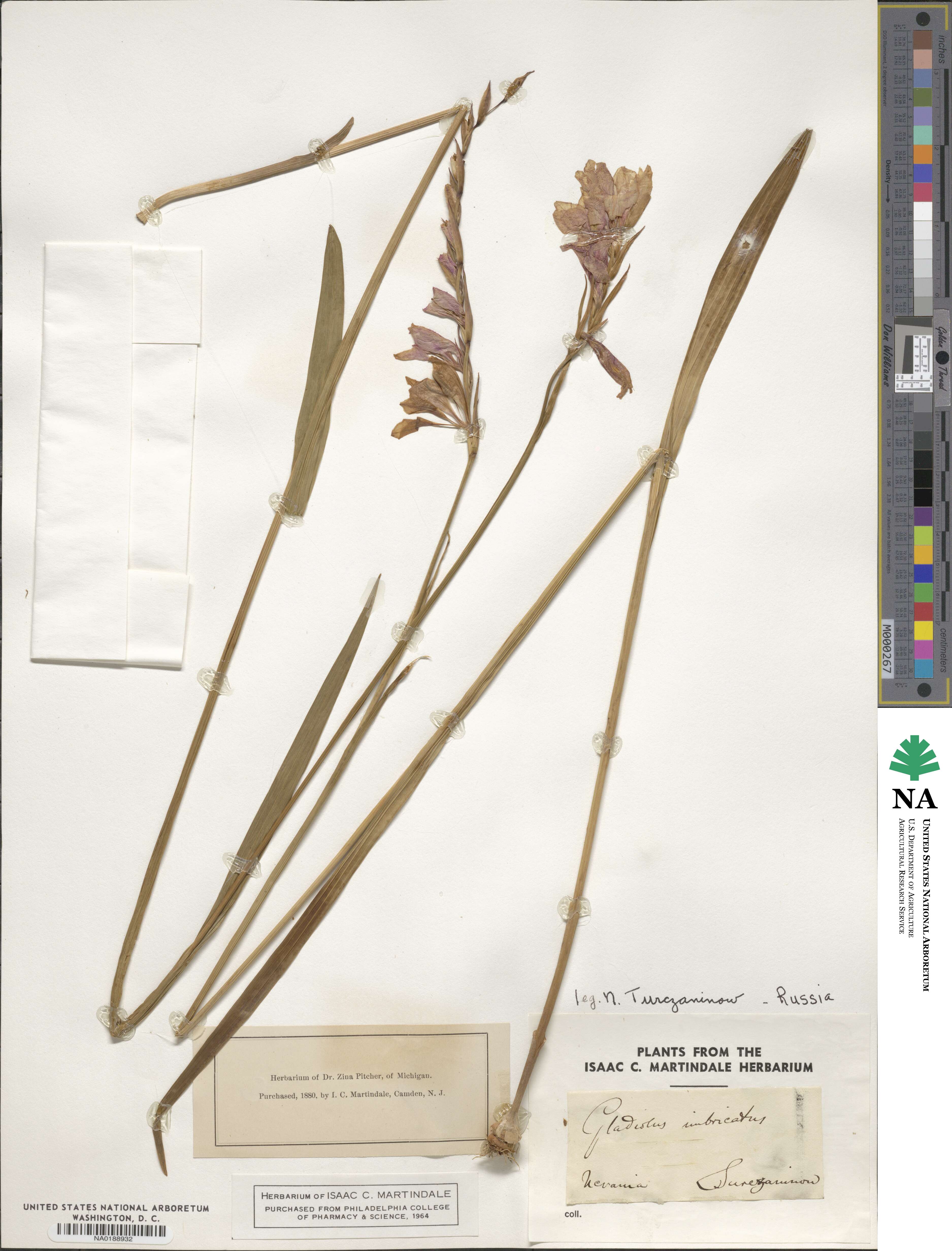 Gladiolus imbricatus image