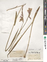 Gladiolus imbricatus image