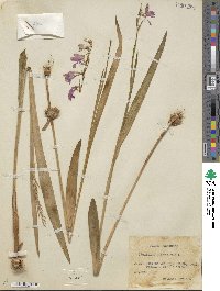 Gladiolus imbricatus image