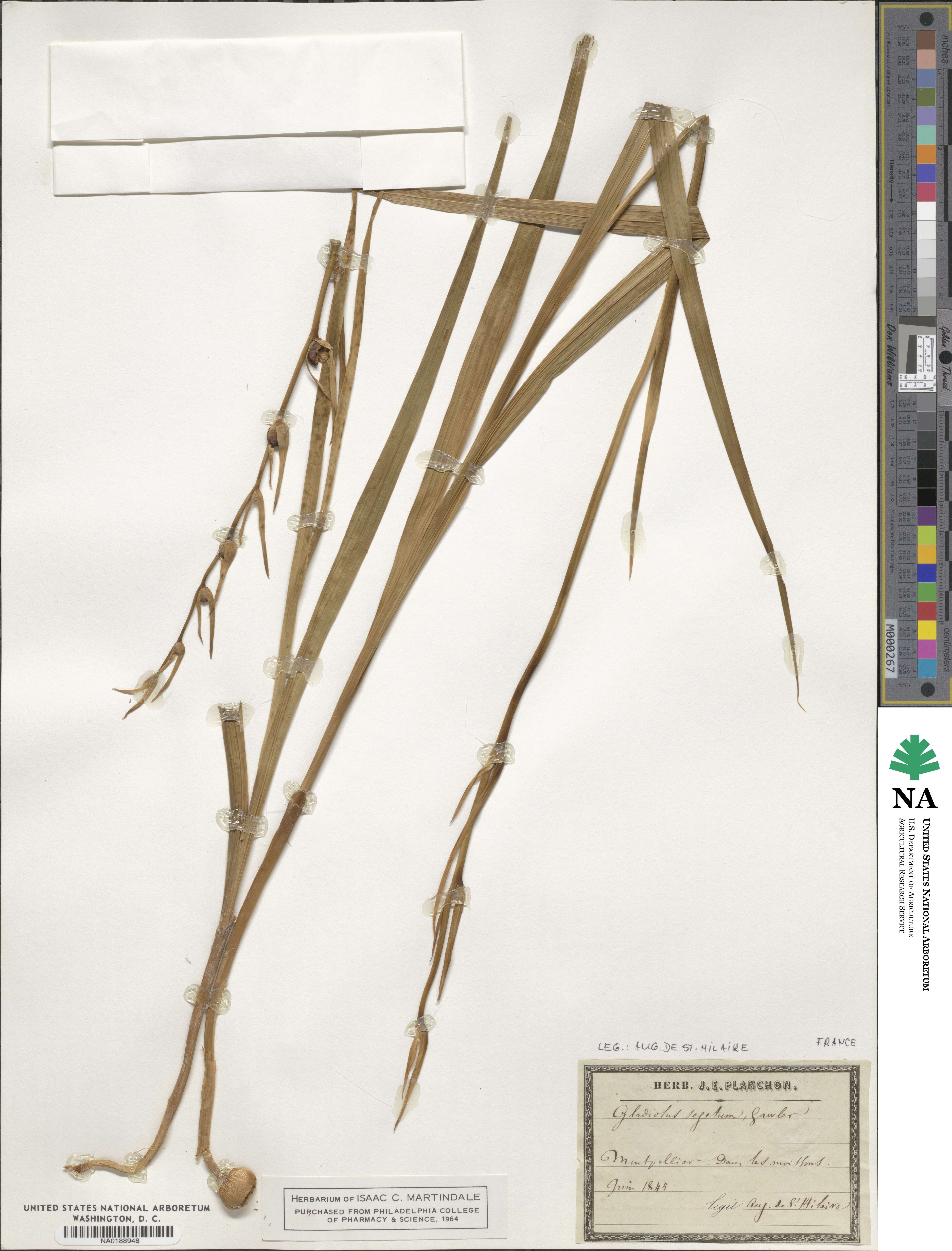 Gladiolus italicus image