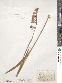 Image of Gladiolus tenuis