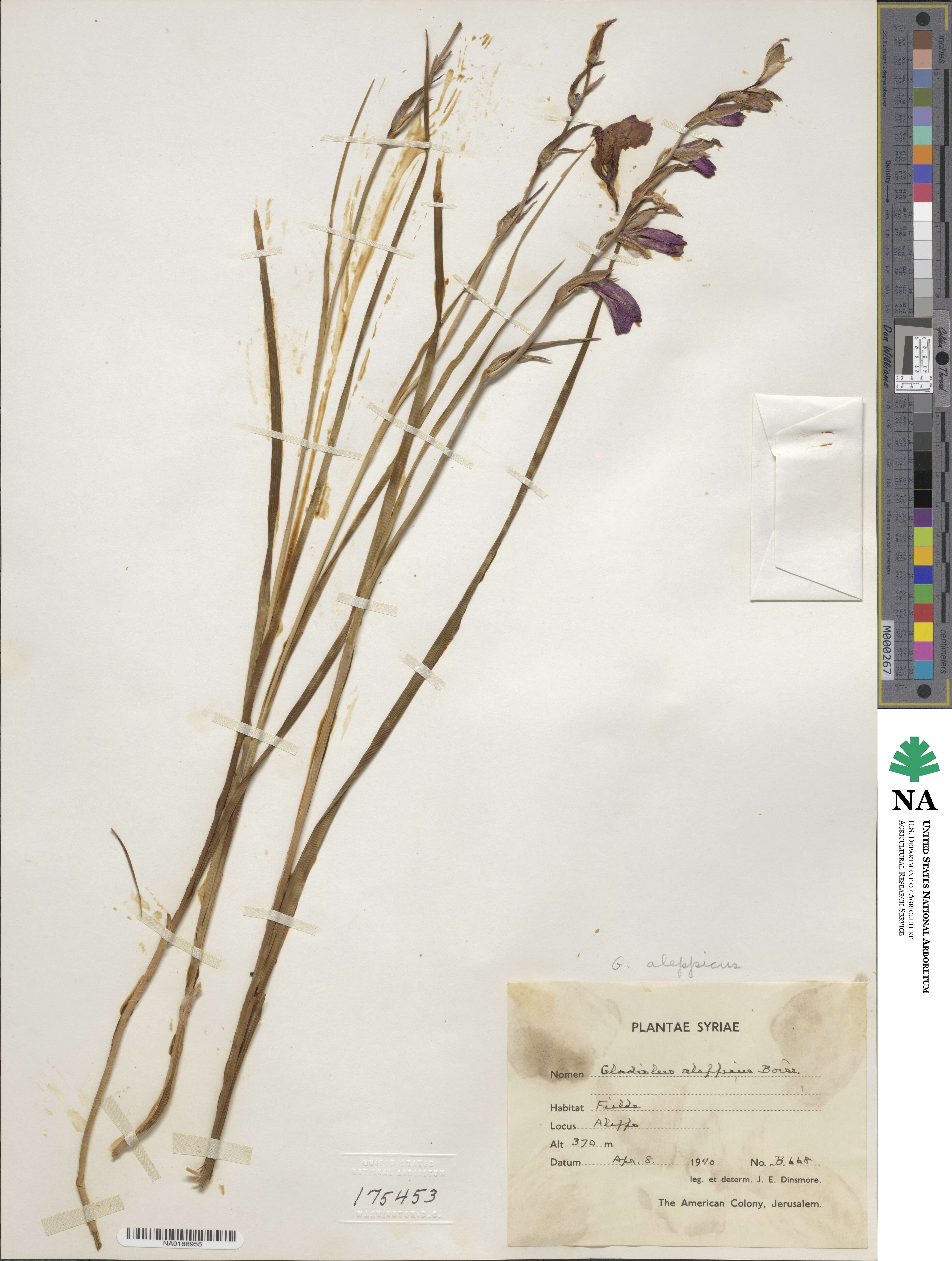 Gladiolus atroviolaceus image