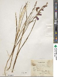 Gladiolus atroviolaceus image