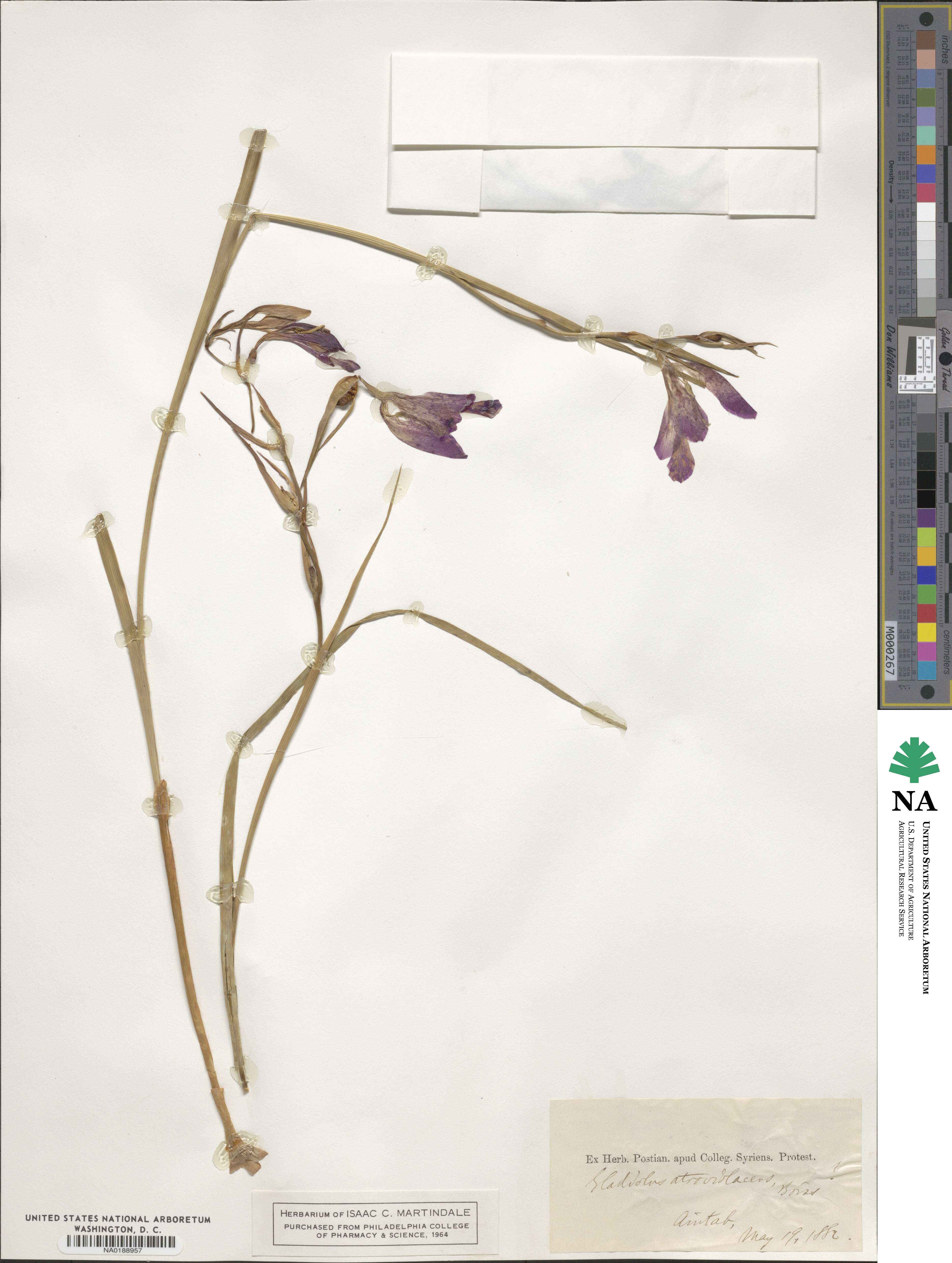 Gladiolus atroviolaceus image