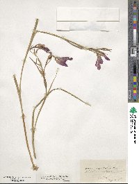 Gladiolus atroviolaceus image