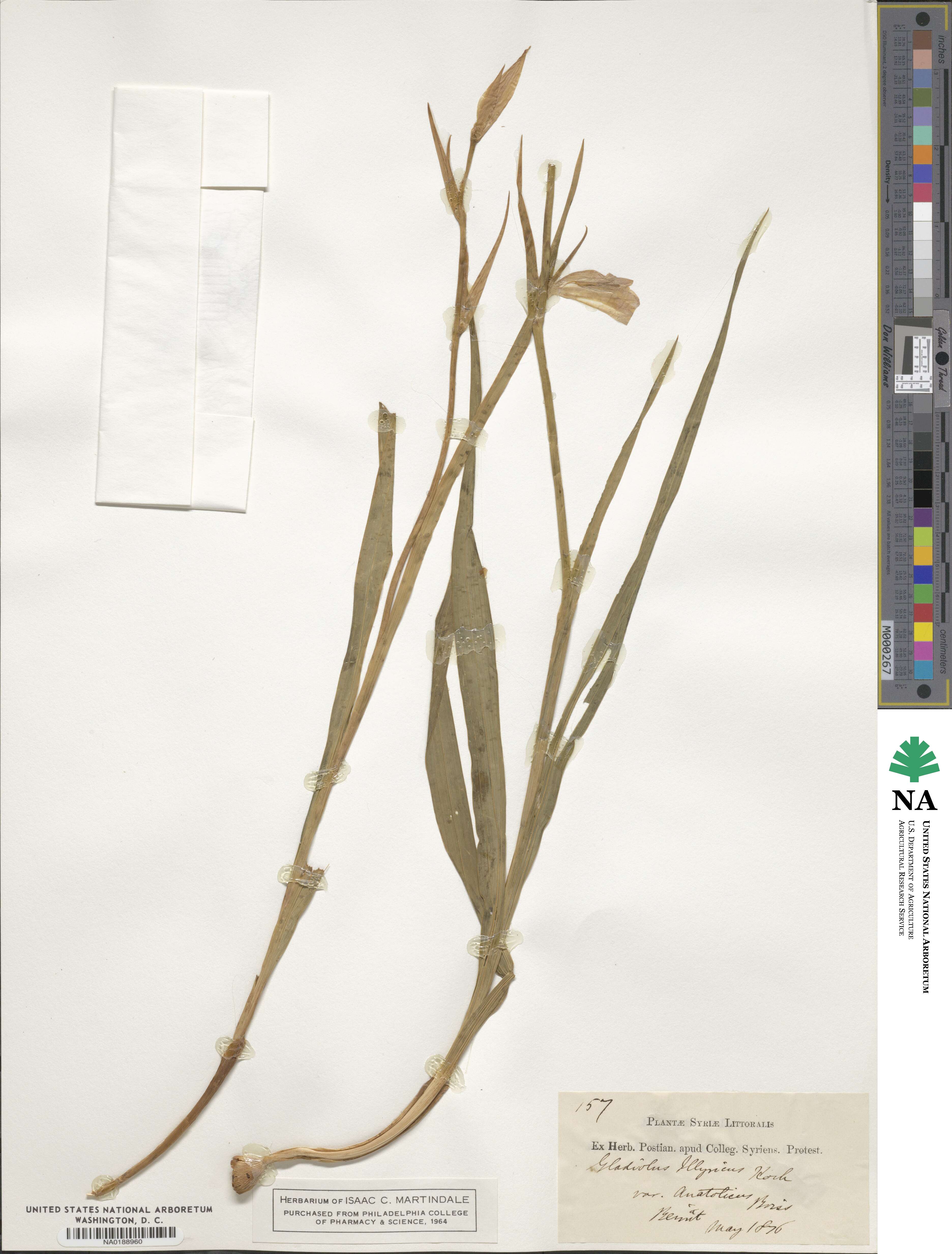 Gladiolus illyricus image